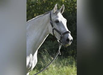 Deutsches Sportpferd, Stute, 7 Jahre, 170 cm, Schimmel