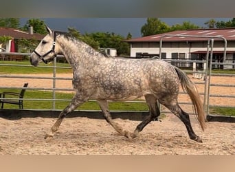 Deutsches Sportpferd, Stute, 7 Jahre, 170 cm, Schimmel