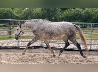 Deutsches Sportpferd, Stute, 7 Jahre, 170 cm, Schimmel