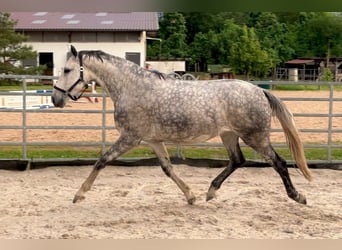 Deutsches Sportpferd, Stute, 7 Jahre, 170 cm, Schimmel