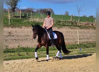 Deutsches Sportpferd, Stute, 7 Jahre, 171 cm, Brauner