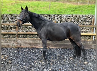 Deutsches Sportpferd, Stute, 7 Jahre, 171 cm, Brauner