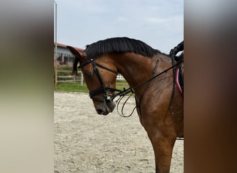 Deutsches Sportpferd, Stute, 7 Jahre, 171 cm, Brauner
