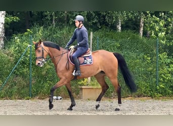 Deutsches Sportpferd, Stute, 7 Jahre, 171 cm, Brauner