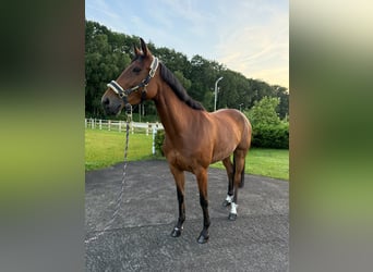 Deutsches Sportpferd, Stute, 7 Jahre, 171 cm, Brauner