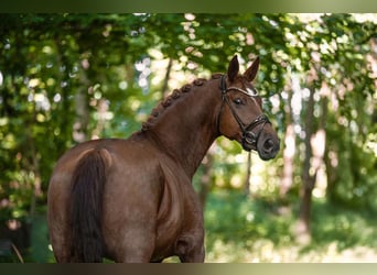 Deutsches Sportpferd, Stute, 7 Jahre, 171 cm, Dunkelfuchs