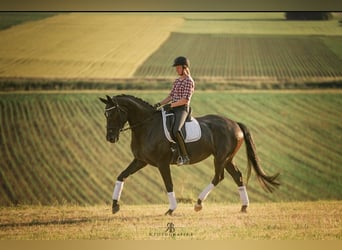 Deutsches Sportpferd, Stute, 7 Jahre, 171 cm, Rappe