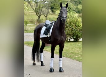 Deutsches Sportpferd, Stute, 7 Jahre, 171 cm, Rappe