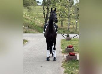 Deutsches Sportpferd, Stute, 7 Jahre, 171 cm, Rappe