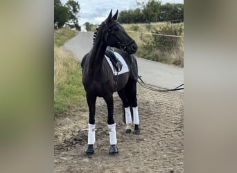 Deutsches Sportpferd, Stute, 7 Jahre, 171 cm, Rappe