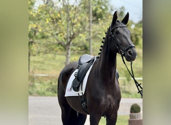 Deutsches Sportpferd, Stute, 7 Jahre, 171 cm, Rappe