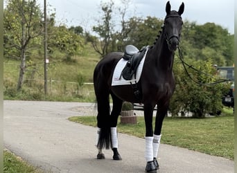 Deutsches Sportpferd, Stute, 7 Jahre, 171 cm, Rappe