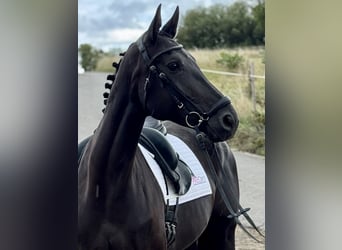 Deutsches Sportpferd, Stute, 7 Jahre, 171 cm, Rappe