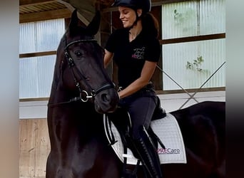 Deutsches Sportpferd, Stute, 7 Jahre, 171 cm, Rappe
