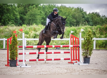Deutsches Sportpferd, Stute, 7 Jahre, 171 cm, Rappe