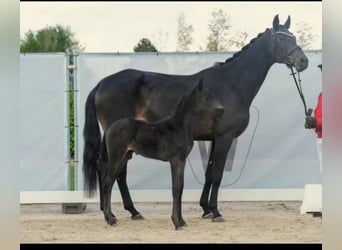 Deutsches Sportpferd, Stute, 7 Jahre, 172 cm, Dunkelbrauner