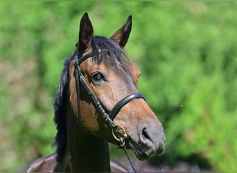 Deutsches Sportpferd, Stute, 7 Jahre, 172 cm, Dunkelbrauner