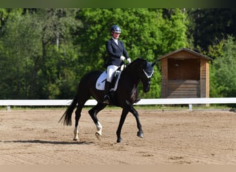 Deutsches Sportpferd, Stute, 7 Jahre, 172 cm, Rappe