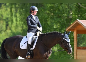 Deutsches Sportpferd, Stute, 7 Jahre, 172 cm, Rappe