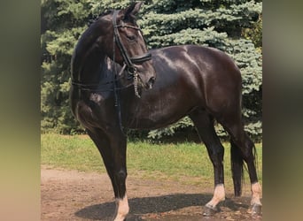 Deutsches Sportpferd, Stute, 7 Jahre, 172 cm, Rappe