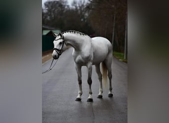 Deutsches Sportpferd, Stute, 7 Jahre, 172 cm, Schimmel