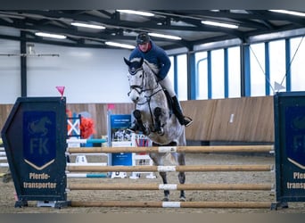 Deutsches Sportpferd, Stute, 7 Jahre, 172 cm, Schimmel