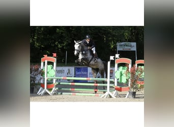 Deutsches Sportpferd, Stute, 7 Jahre, 172 cm, Schimmel
