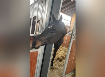 Deutsches Sportpferd, Stute, 7 Jahre, 172 cm, Schwarzbrauner