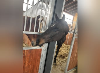 Deutsches Sportpferd, Stute, 7 Jahre, 172 cm, Schwarzbrauner