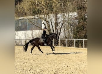 Deutsches Sportpferd, Stute, 7 Jahre, 172 cm, Schwarzbrauner