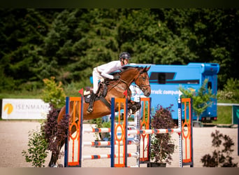 Deutsches Sportpferd, Stute, 7 Jahre, 173 cm, Brauner