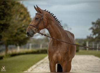 Deutsches Sportpferd, Stute, 7 Jahre, 173 cm, Brauner