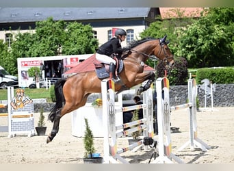 Deutsches Sportpferd, Stute, 7 Jahre, 173 cm, Brauner
