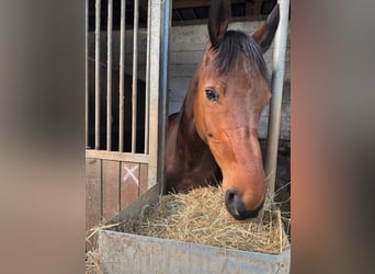 Deutsches Sportpferd, Stute, 7 Jahre, 173 cm, Dunkelbrauner