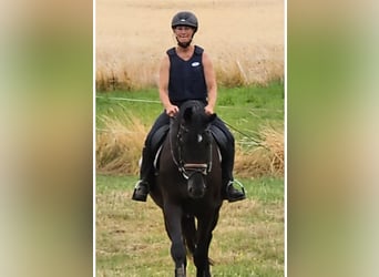 Deutsches Sportpferd, Stute, 7 Jahre, 174 cm, Rappe