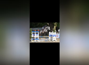 Deutsches Sportpferd, Stute, 7 Jahre, 174 cm, Schimmel