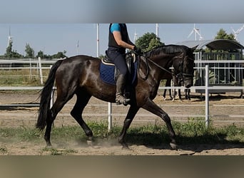 Deutsches Sportpferd, Stute, 7 Jahre, 175 cm, Rappe