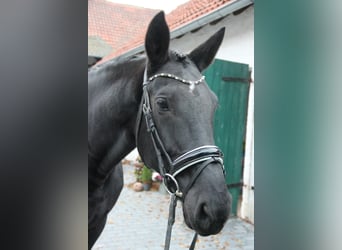 Deutsches Sportpferd, Stute, 7 Jahre, 175 cm, Rappe