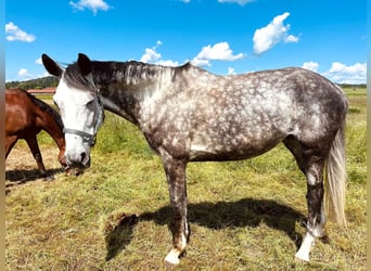 Deutsches Sportpferd, Stute, 7 Jahre, 175 cm, Schimmel