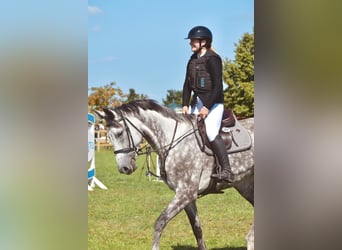 Deutsches Sportpferd, Stute, 7 Jahre, 175 cm, Schimmel