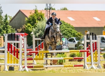 Deutsches Sportpferd, Stute, 7 Jahre, 175 cm, Schimmel
