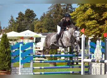 Deutsches Sportpferd, Stute, 7 Jahre, 175 cm, Schimmel