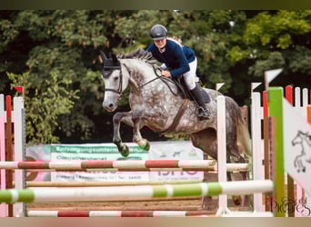 Deutsches Sportpferd, Stute, 7 Jahre, 175 cm, Schimmel