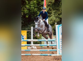 Deutsches Sportpferd, Stute, 7 Jahre, 175 cm, Schimmel