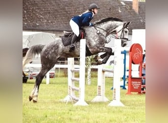 Deutsches Sportpferd, Stute, 7 Jahre, 175 cm, Schimmel