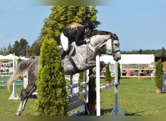 Deutsches Sportpferd, Stute, 7 Jahre, 175 cm, Schimmel