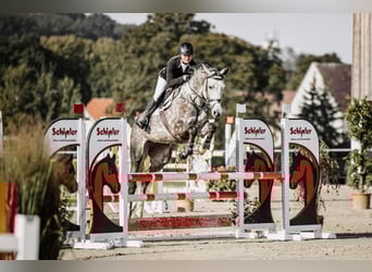 Deutsches Sportpferd, Stute, 7 Jahre, 175 cm, Schimmel