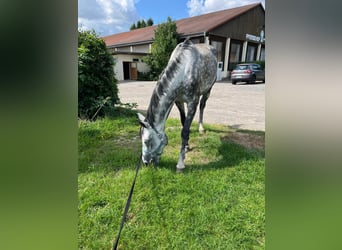 Deutsches Sportpferd, Stute, 7 Jahre, 175 cm, Schimmel