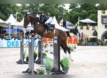 Deutsches Sportpferd, Stute, 7 Jahre, 178 cm
