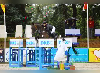Deutsches Sportpferd, Stute, 7 Jahre, 178 cm
